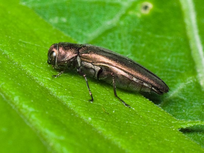 Agrilus zigzag Marseul, 1866